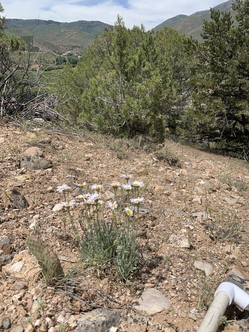 Ojo Alamo Fleabane photo 5