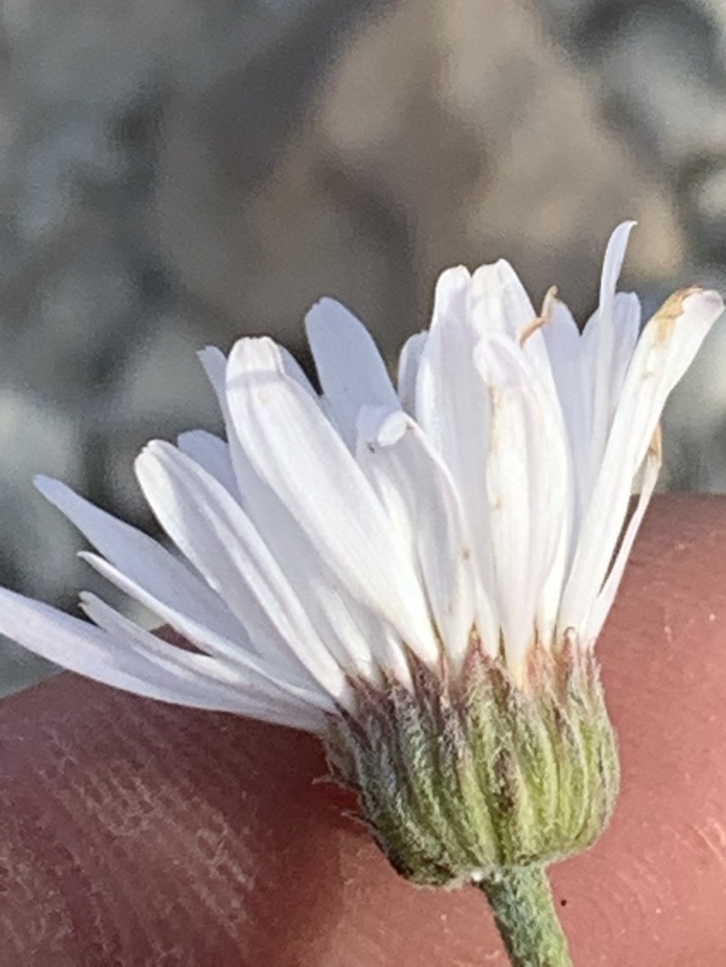 Basin Fleabane photo 3