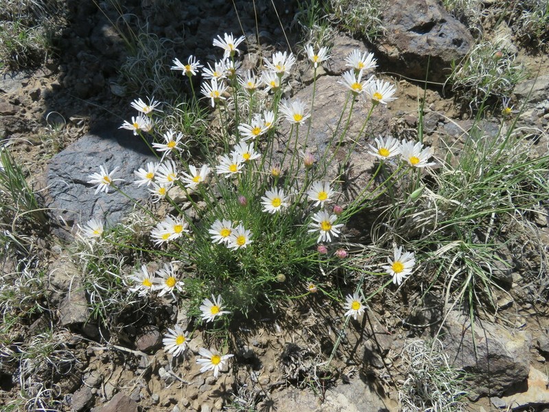 Basin Fleabane photo 6