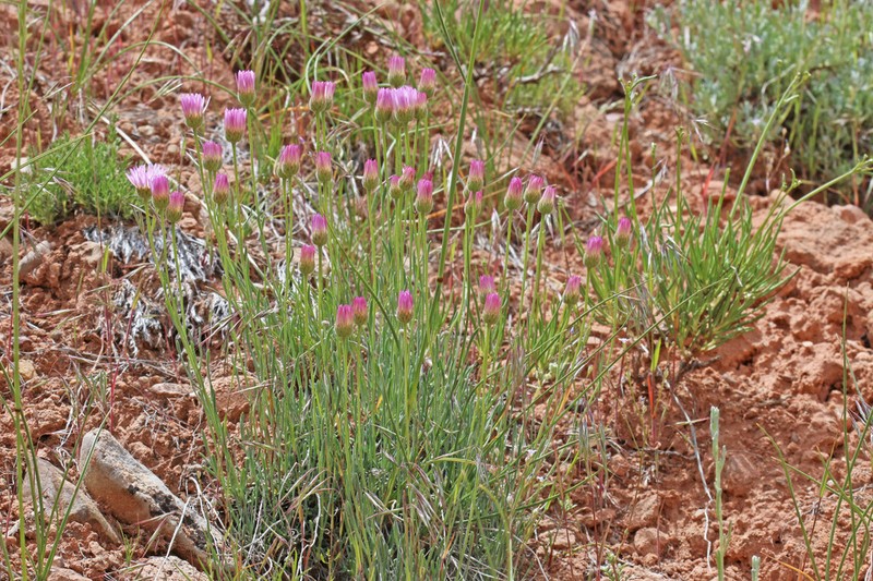 Basin Fleabane photo 7