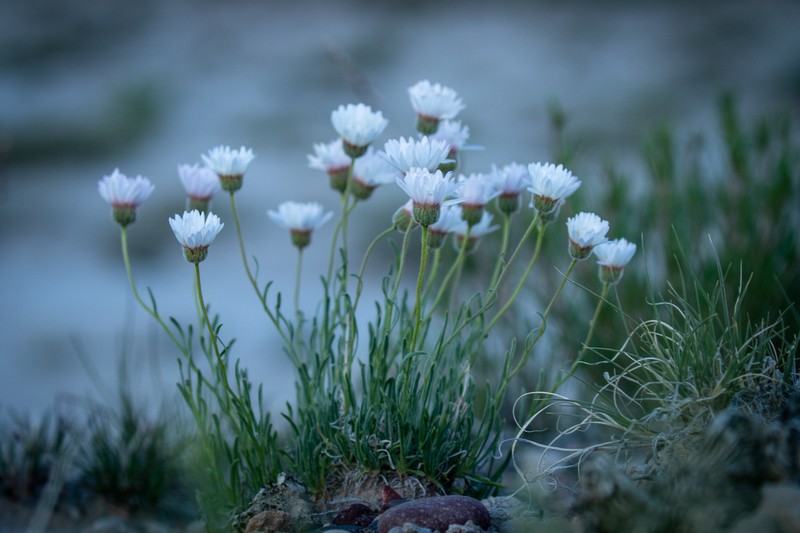 Basin Fleabane photo 8