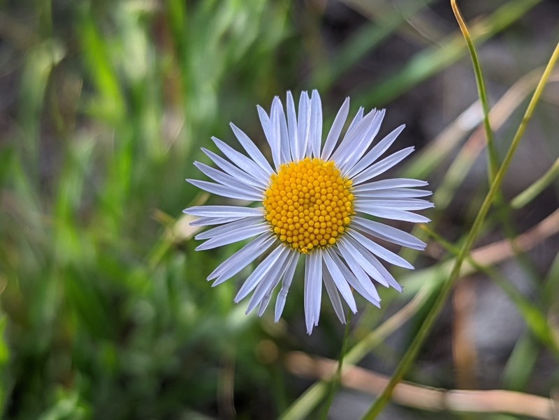 Shaggy Fleabane
