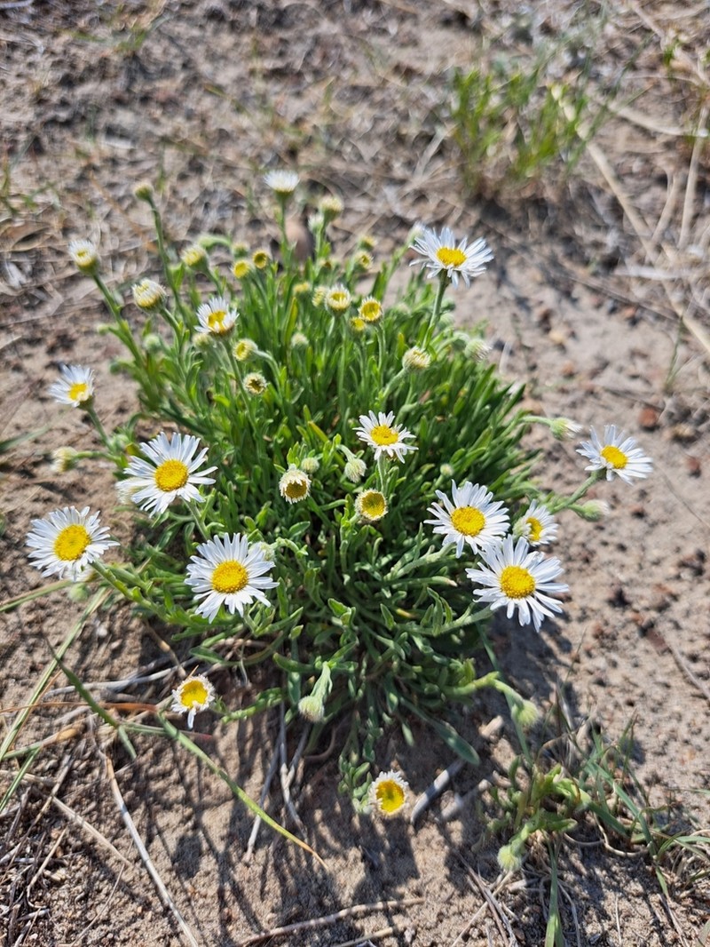Shaggy Fleabane photo 2