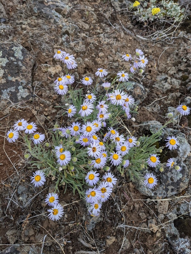 Shaggy Fleabane photo 3