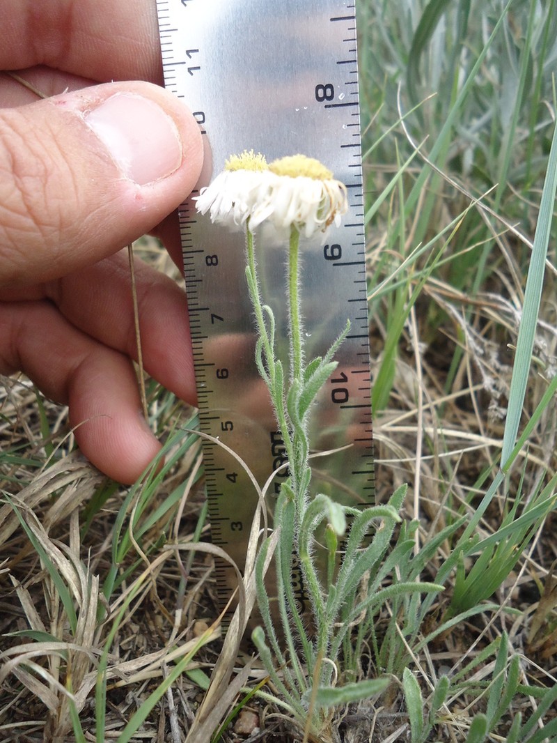 Shaggy Fleabane photo 4