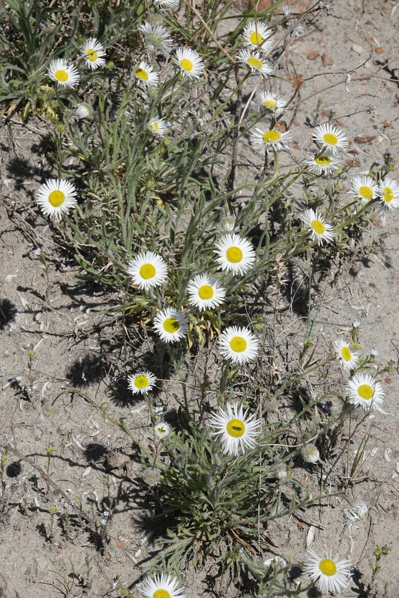 Shaggy Fleabane photo 5