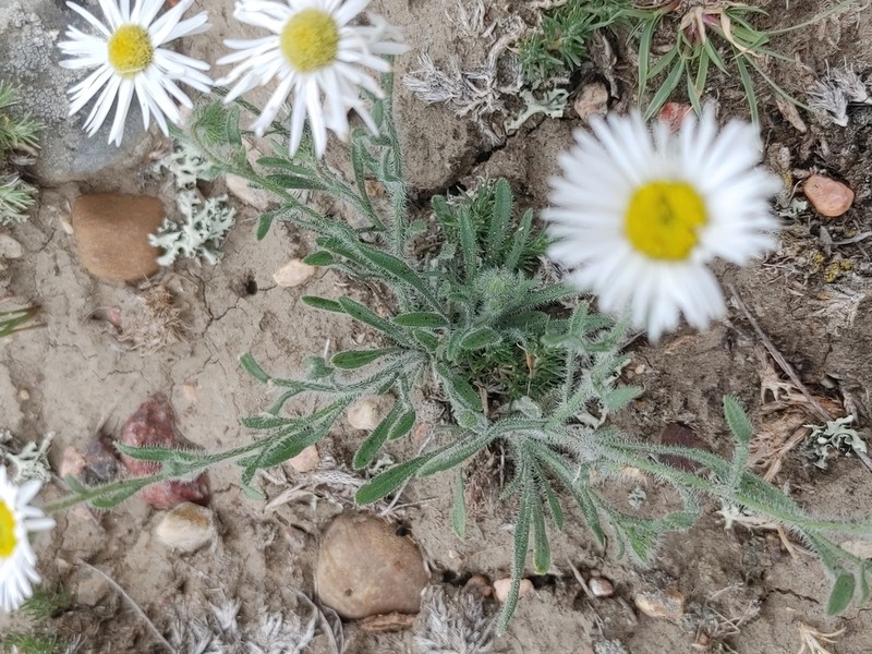 Shaggy Fleabane photo 6