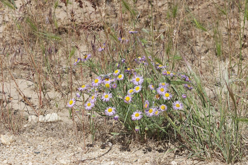 Shaggy Fleabane photo 8