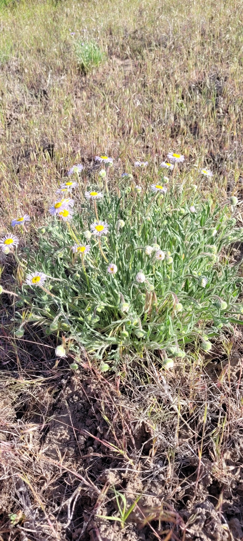 Erigeron pumilus subsp. intermedius