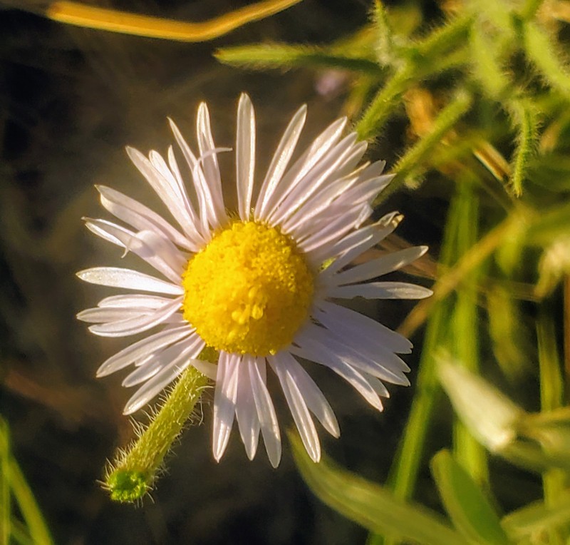 Erigeron pumilus subsp. intermedius photo 2