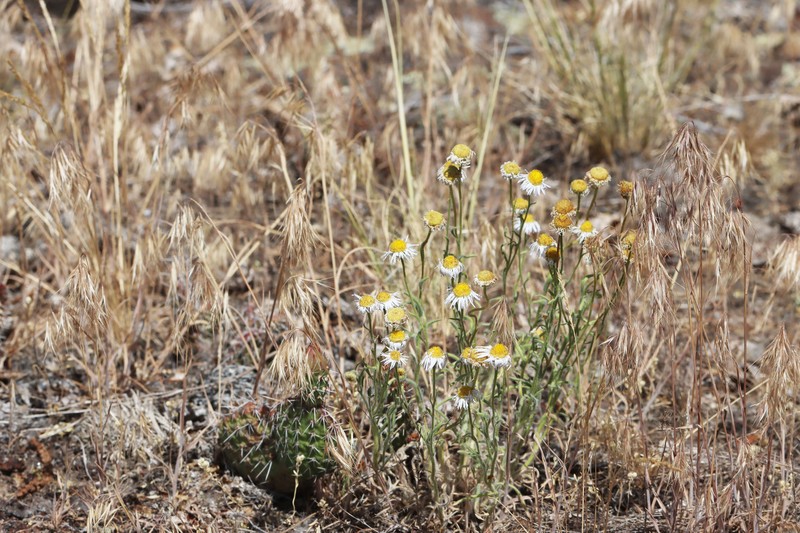Erigeron pumilus subsp. intermedius photo 3
