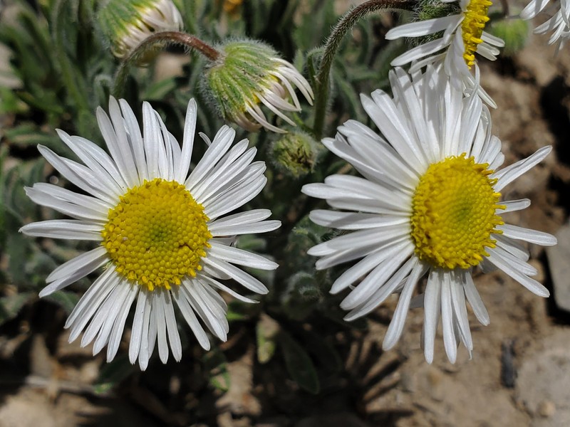 Erigeron pumilus subsp. intermedius photo 4