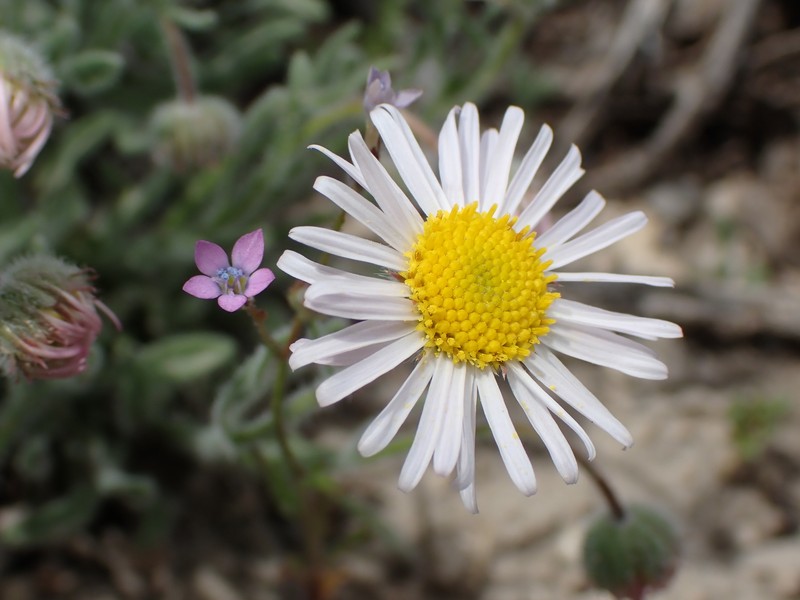 Erigeron pumilus subsp. intermedius photo 5