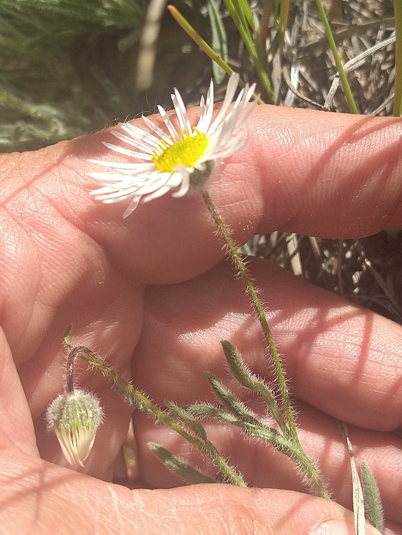 Erigeron pumilus subsp. intermedius photo 6