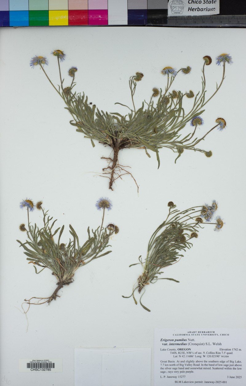 Erigeron pumilus subsp. intermedius photo 7