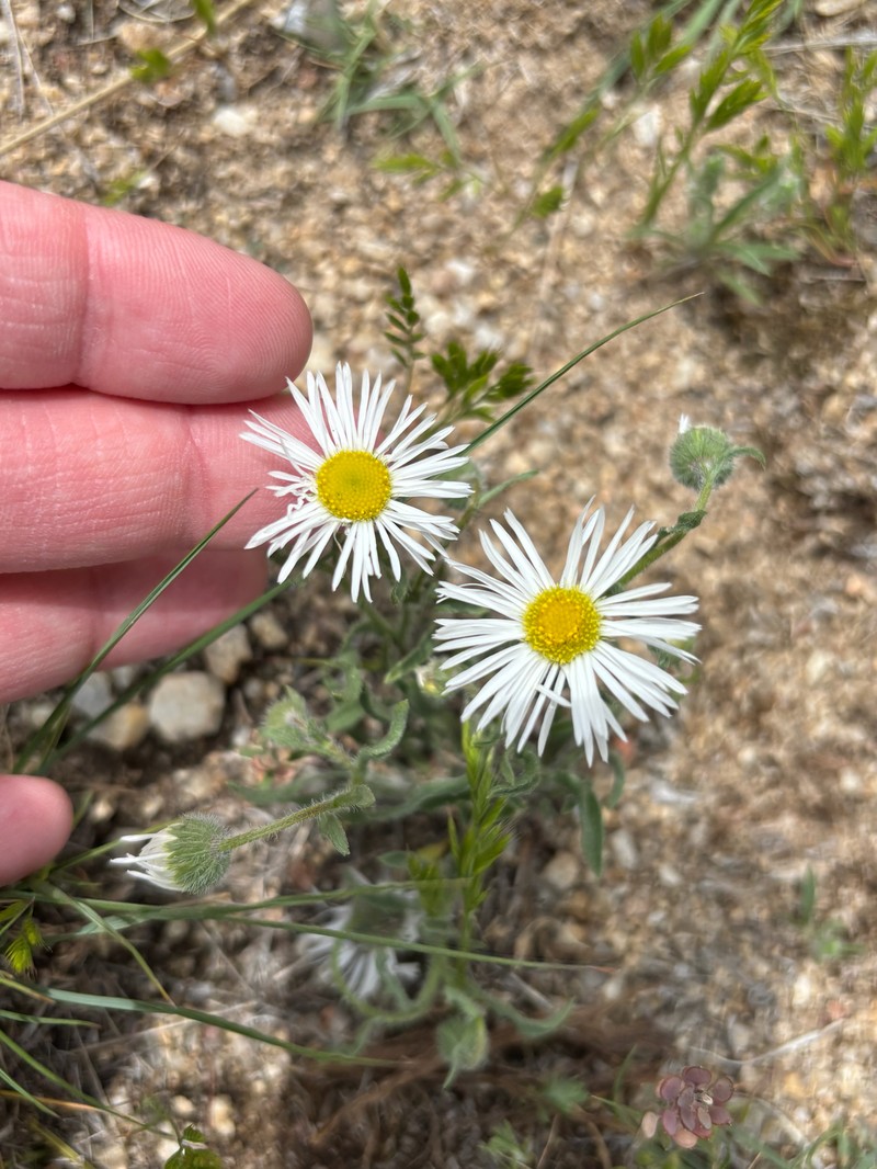 Erigeron pumilus subsp. pumilus