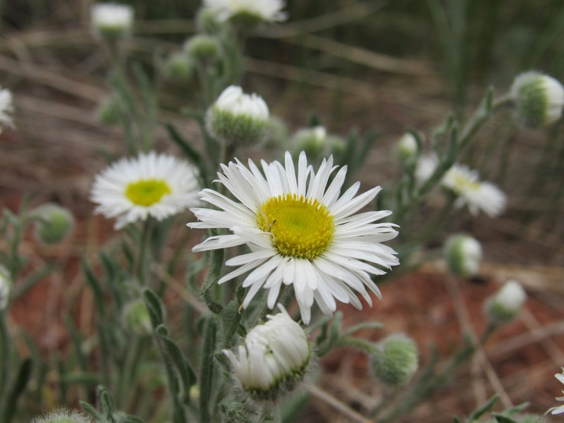 Erigeron pumilus subsp. pumilus photo 2