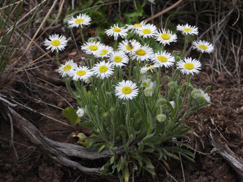 Erigeron pumilus subsp. pumilus photo 3