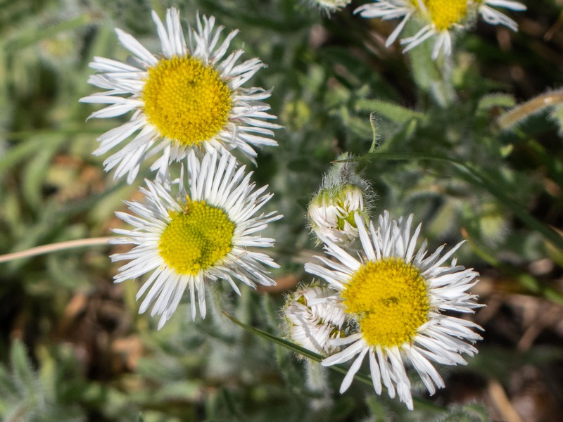 Erigeron pumilus subsp. pumilus photo 4