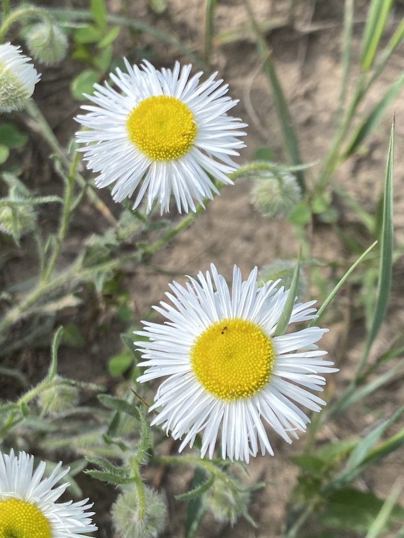 Erigeron pumilus subsp. pumilus photo 5