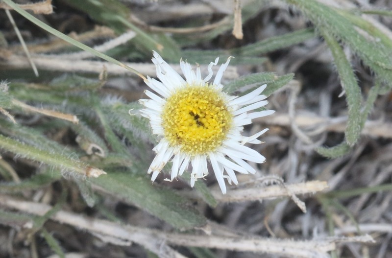 Erigeron pumilus subsp. pumilus photo 6