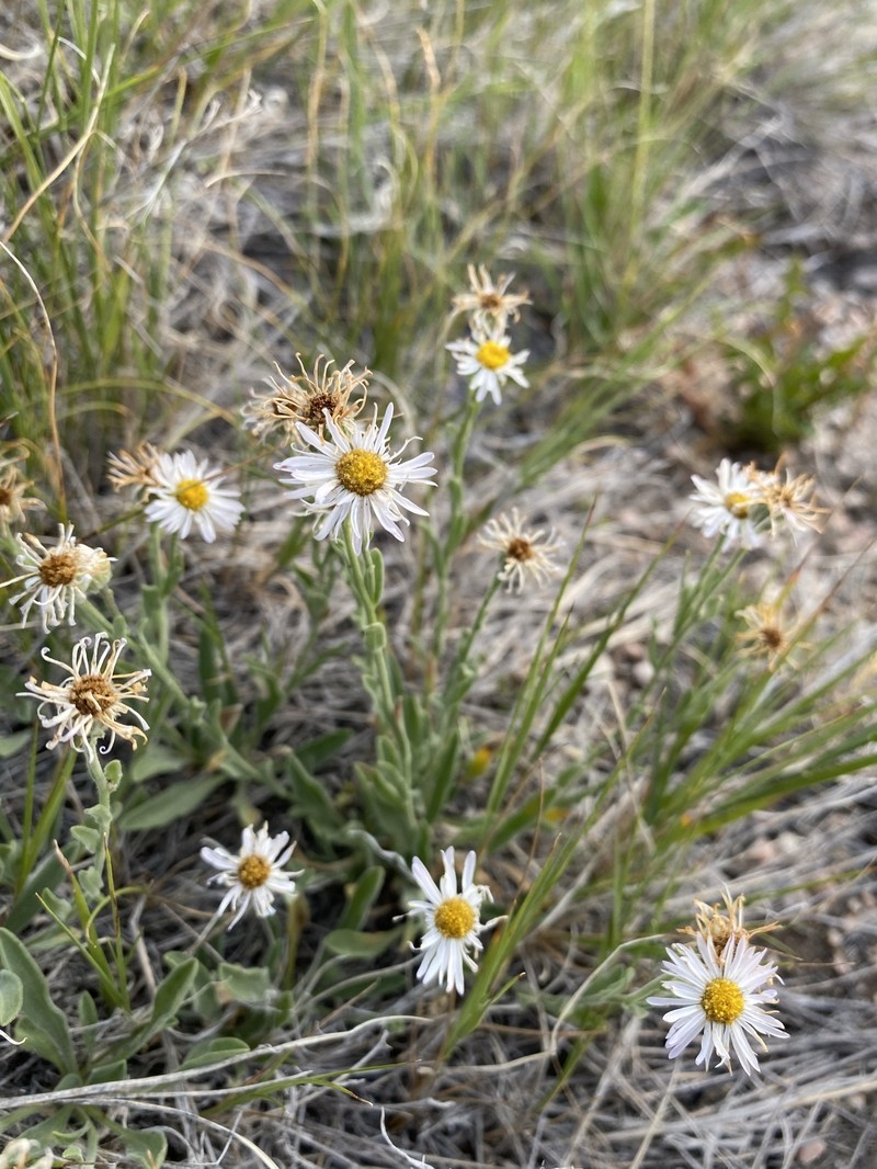 Erigeron pumilus subsp. pumilus photo 7
