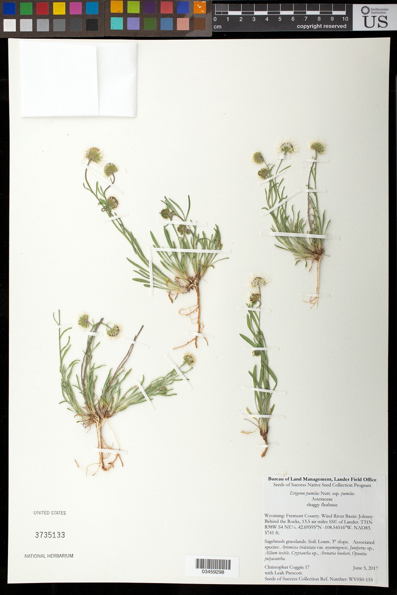 Erigeron pumilus subsp. pumilus photo 8