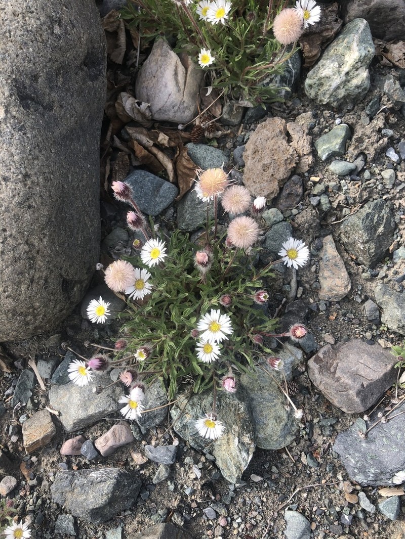 Purple Fleabane