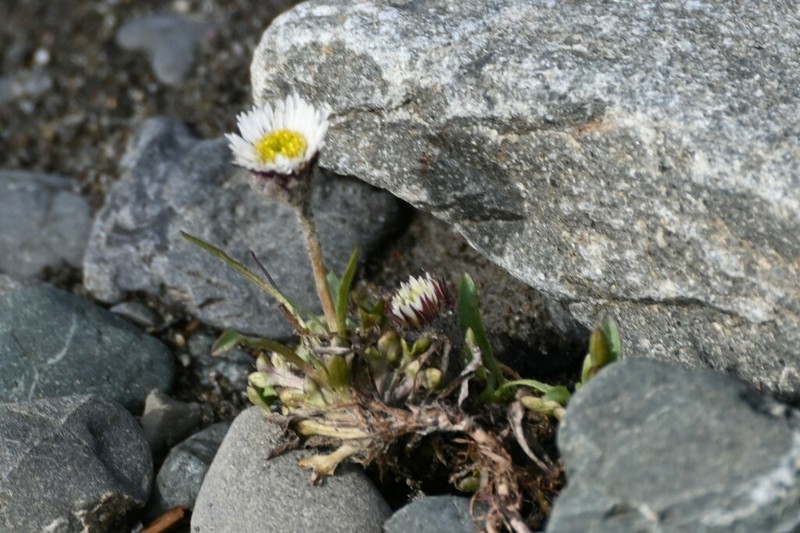 Purple Fleabane photo 2