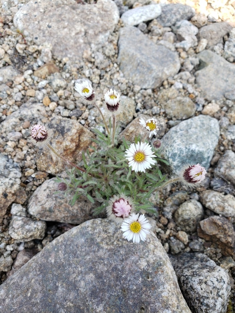 Purple Fleabane photo 3