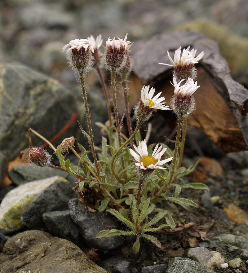 Purple Fleabane photo 4