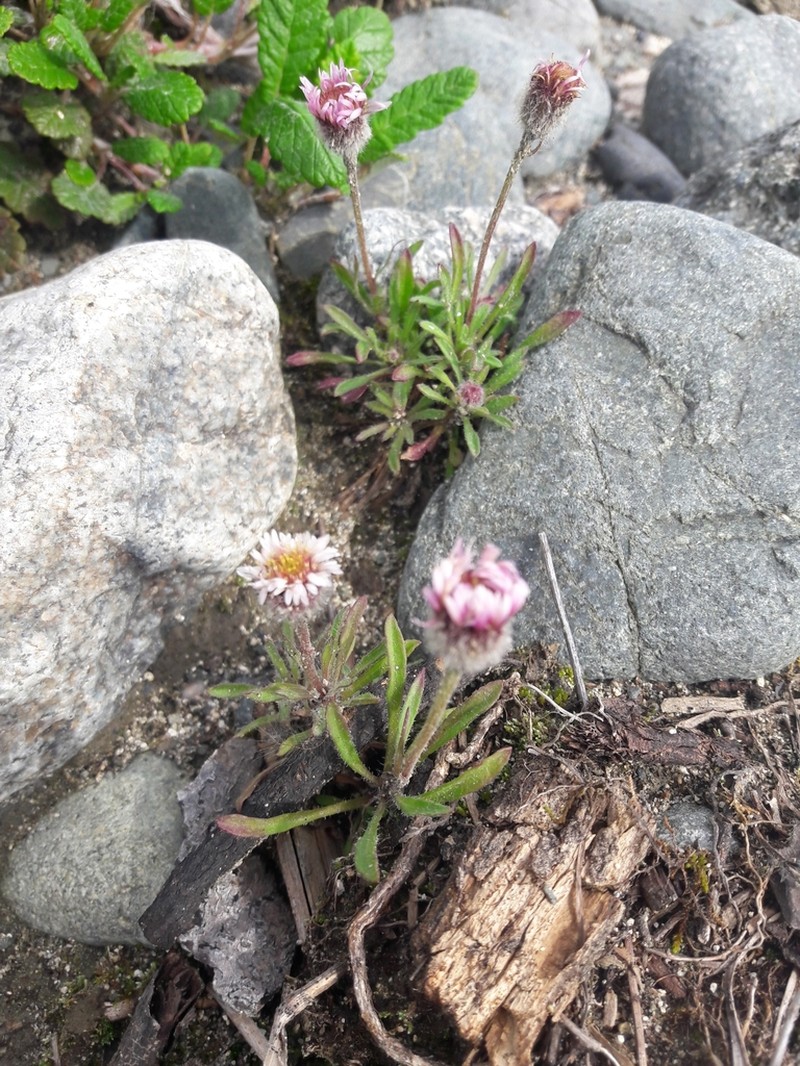 Purple Fleabane photo 6