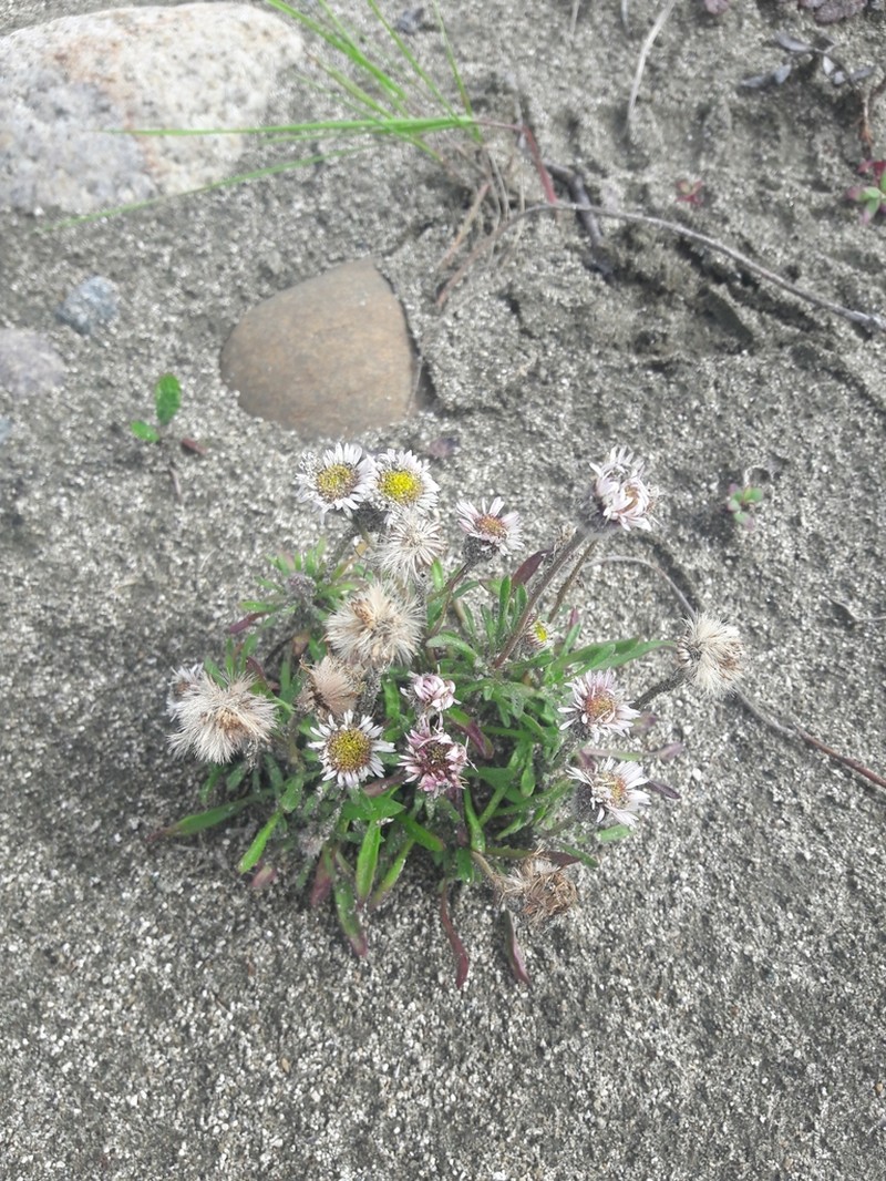 Purple Fleabane photo 7