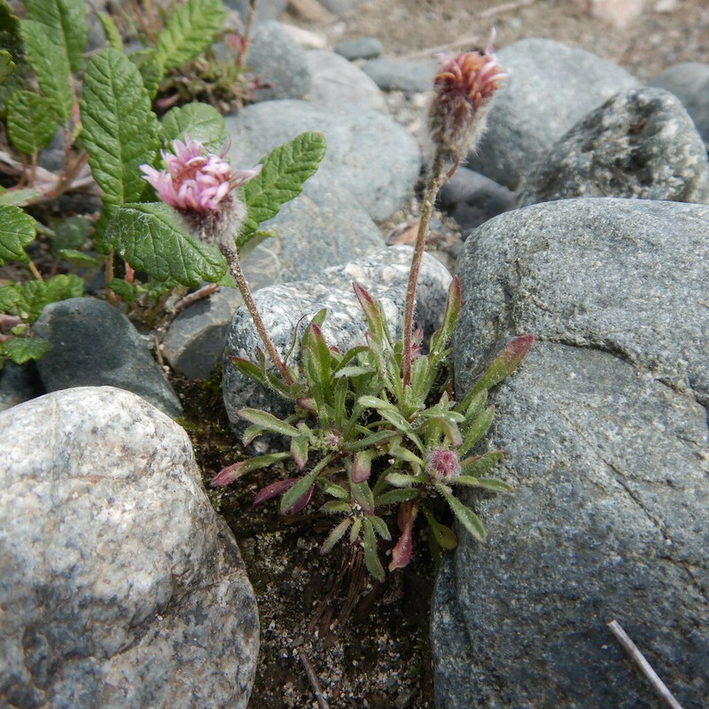 Purple Fleabane photo 8