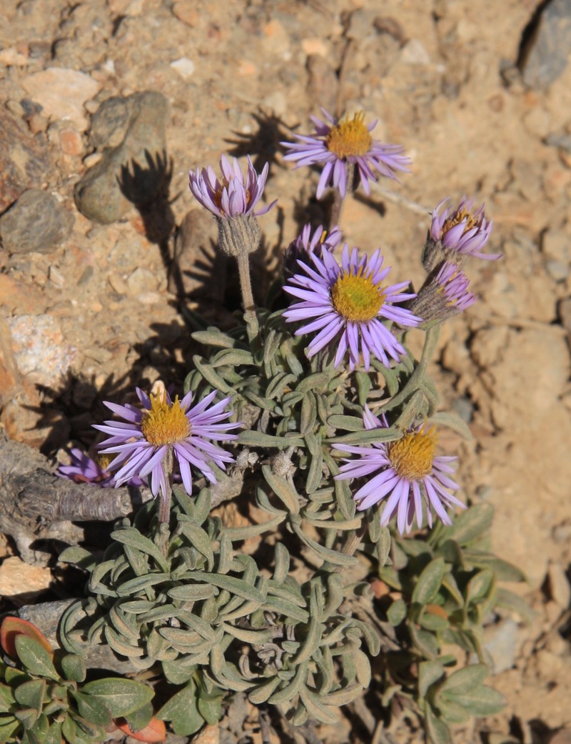 Pygmy Fleabane