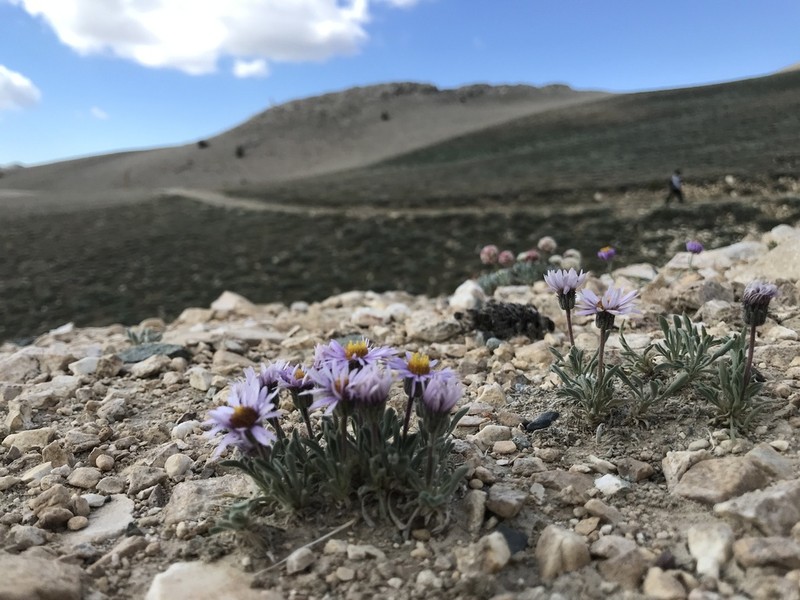 Pygmy Fleabane