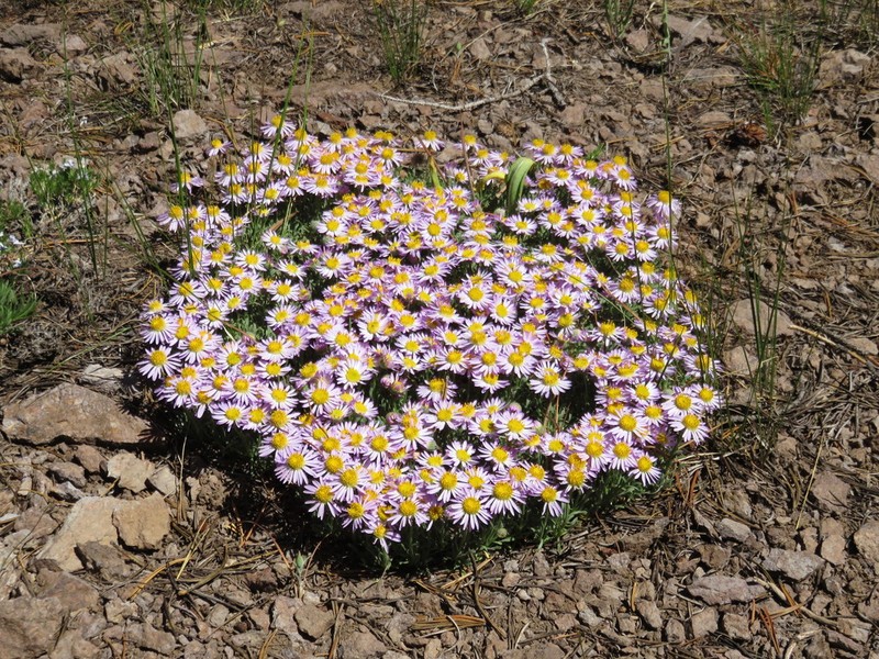 Pygmy Fleabane photo 2