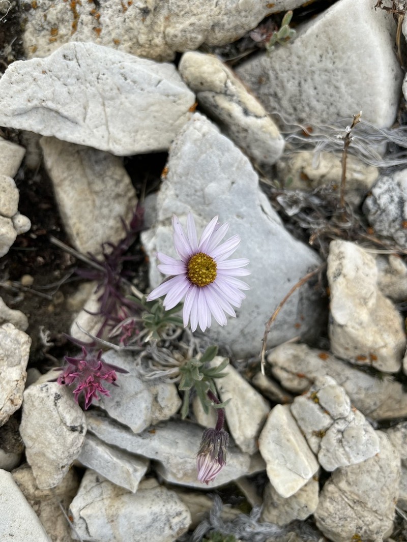 Pygmy Fleabane photo 3