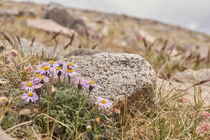 Pygmy Fleabane photo 4