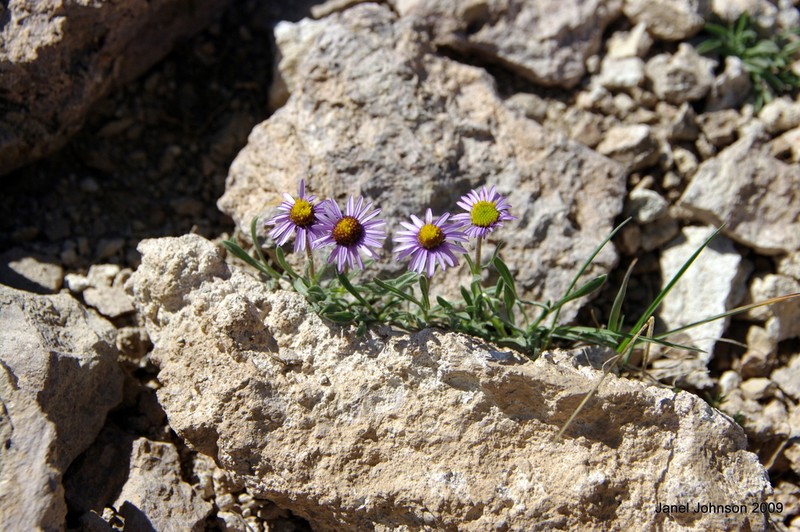 Pygmy Fleabane photo 5