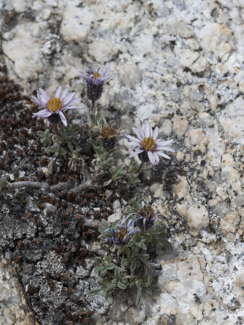 Pygmy Fleabane photo 6
