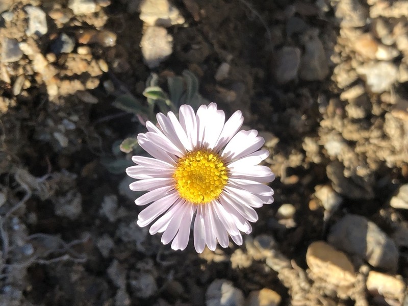 Pygmy Fleabane photo 7