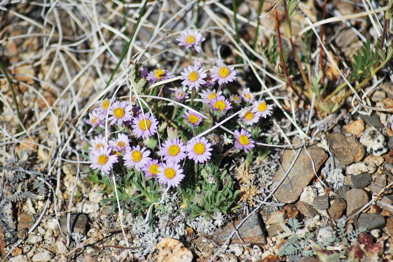 Pygmy Fleabane photo 8