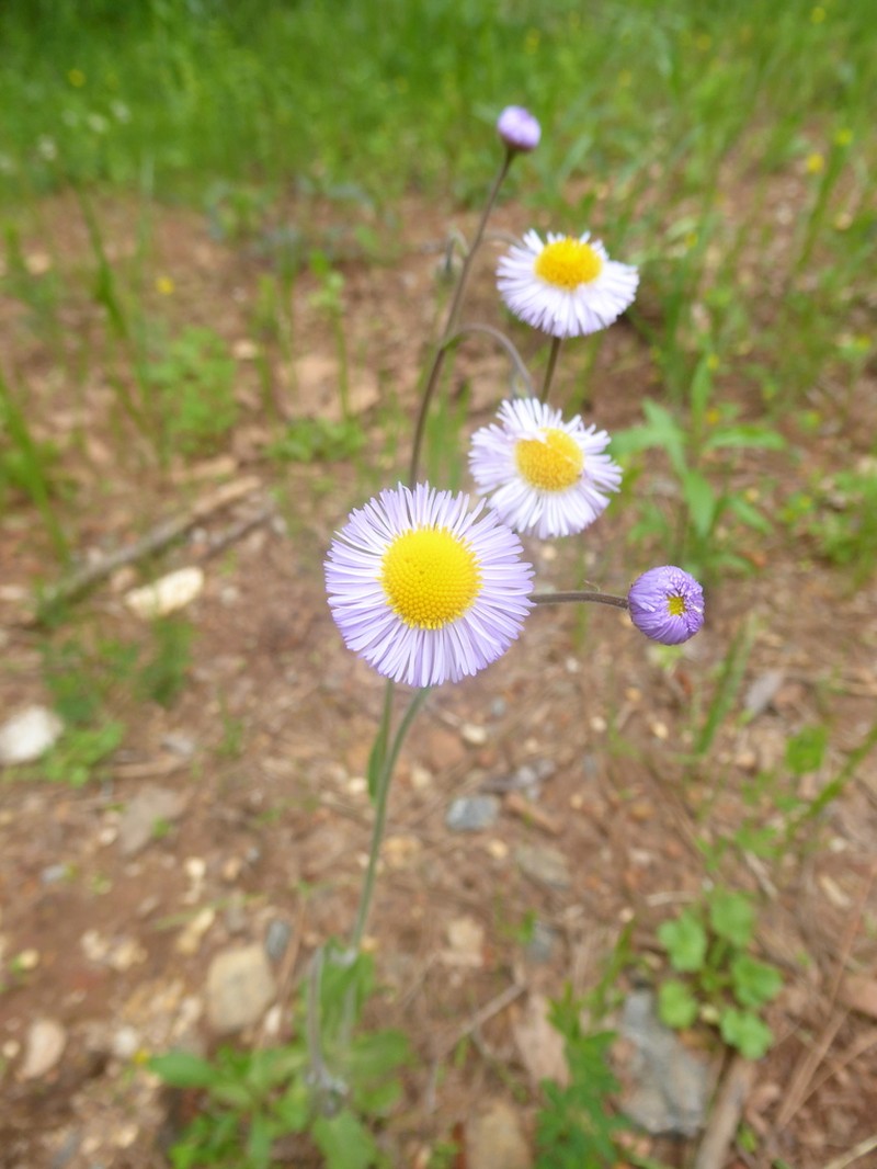 Oakleaf Fleabane