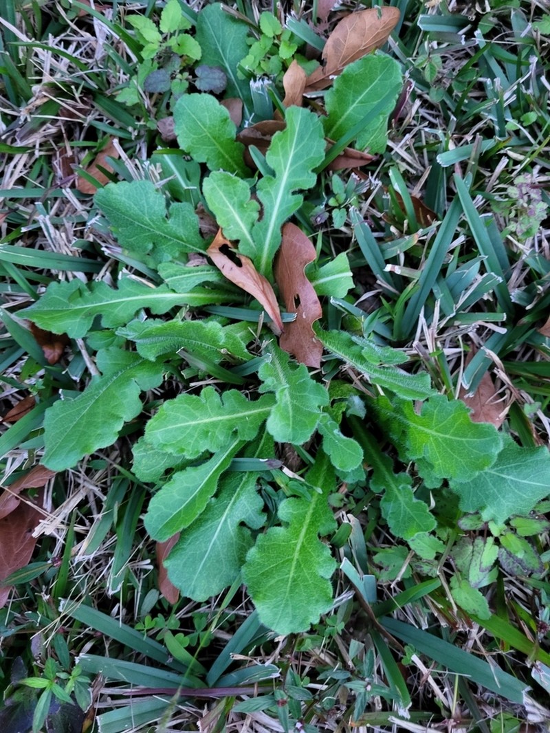 Oakleaf Fleabane photo 2