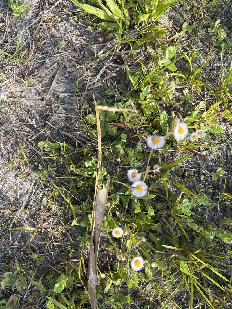 Oakleaf Fleabane photo 3