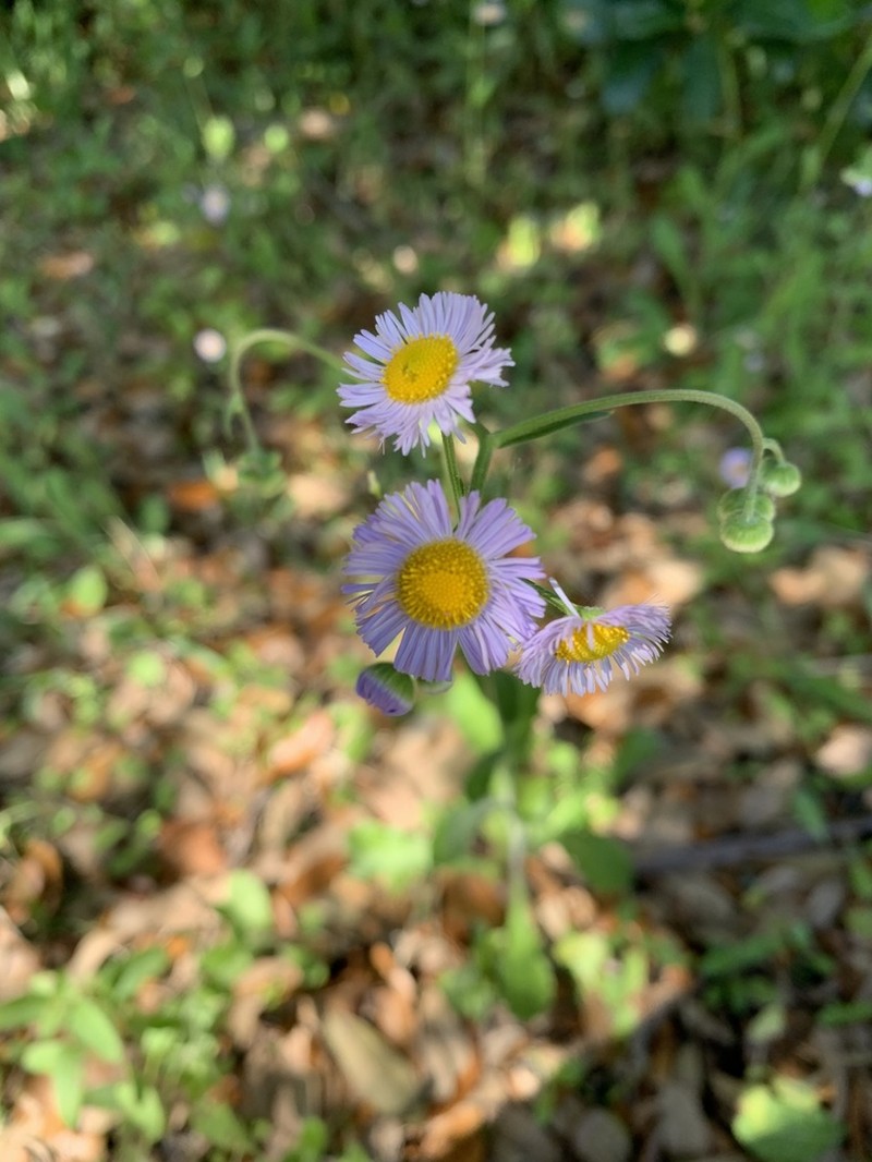 Oakleaf Fleabane photo 4