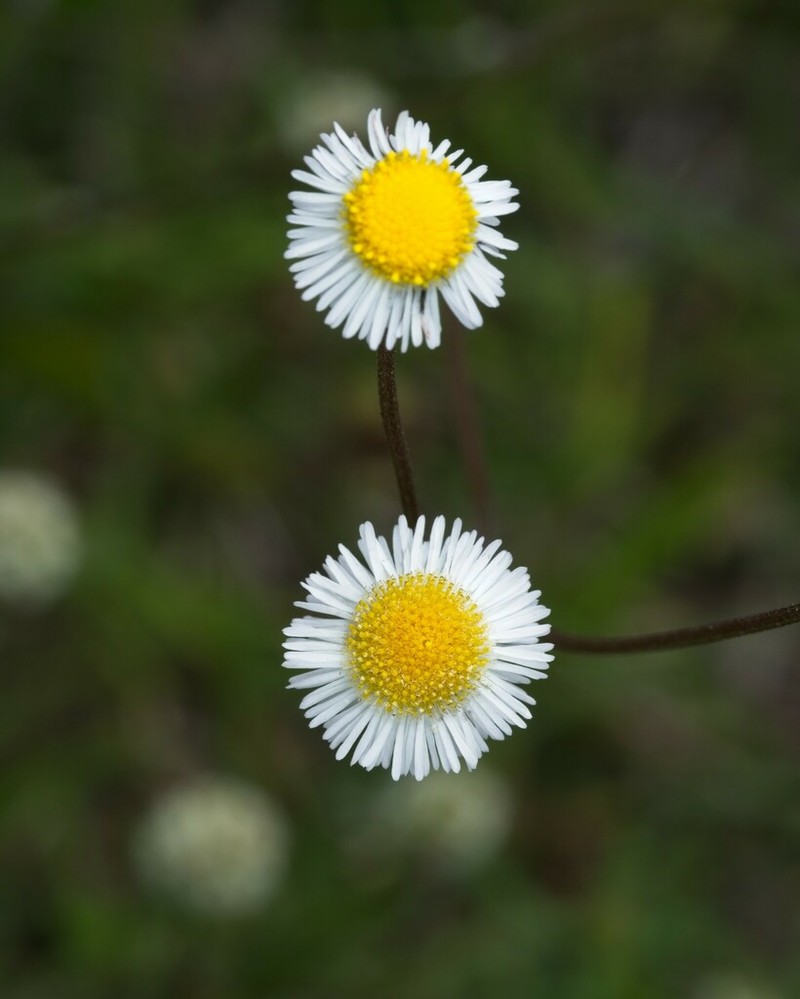 Oakleaf Fleabane photo 5