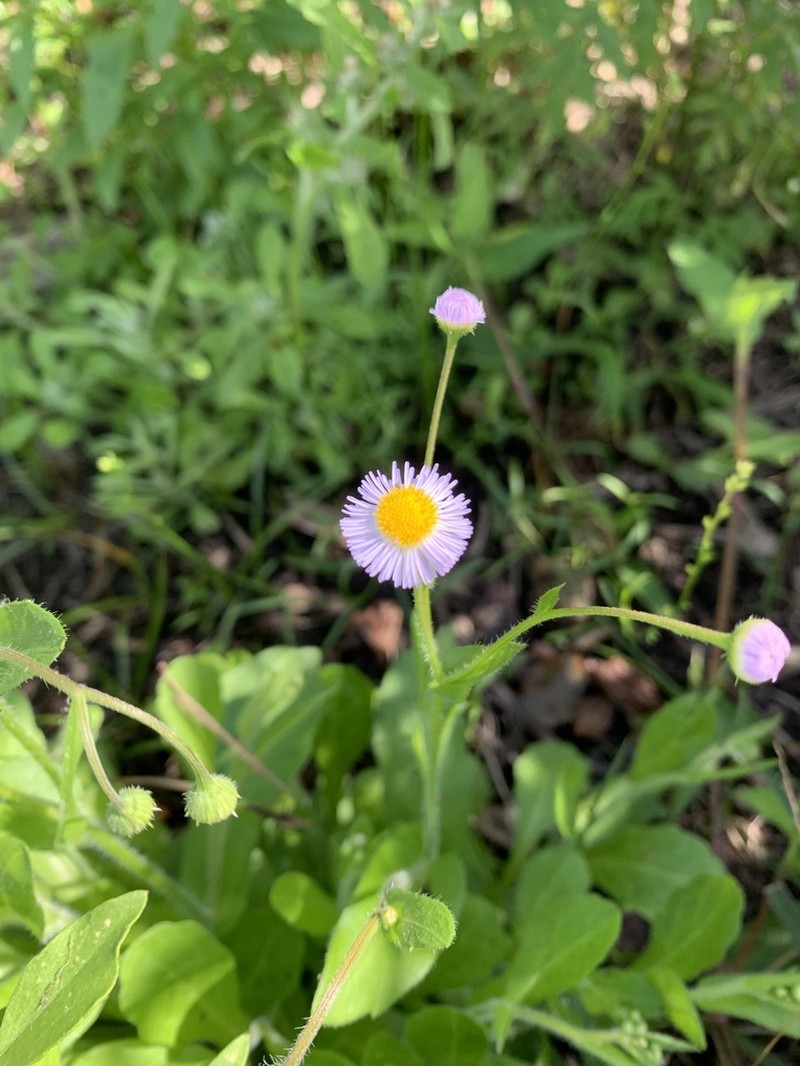 Oakleaf Fleabane photo 6