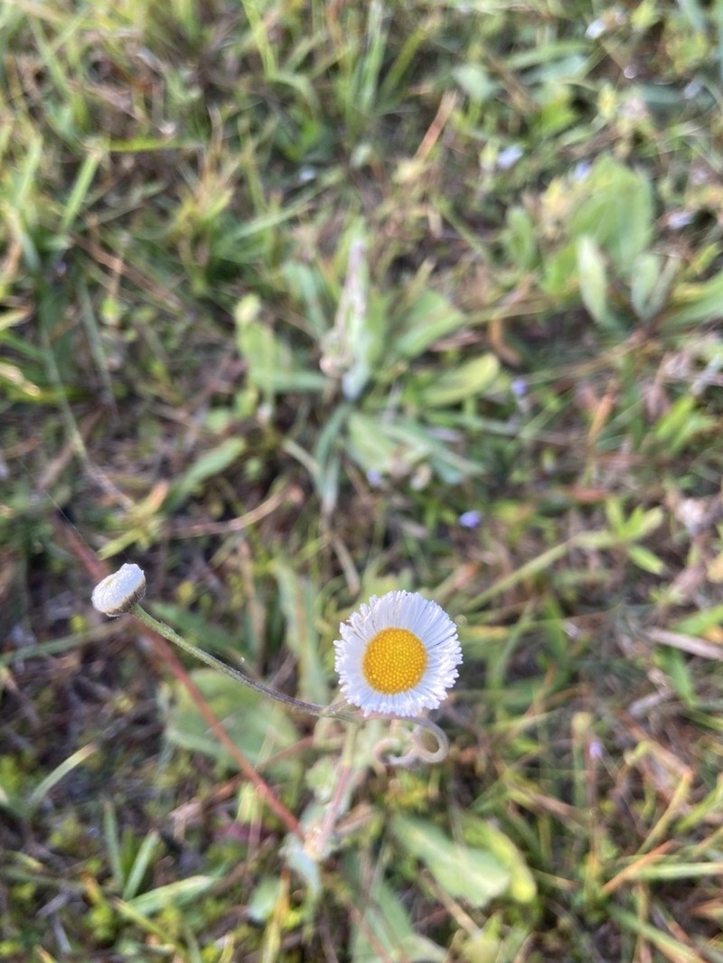 Oakleaf Fleabane photo 7
